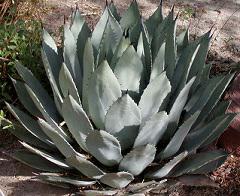 Agave Plant